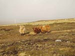 3-year old heifers on moor grazing while the next Atlantic snow shower rolls in