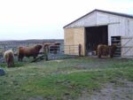 3-year, 2-year and yearling bulls await HCS  Fieldman's inspection