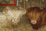 Yearling heifers content in the hay