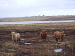 3-year old heifers on Caiseal grazing