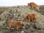 Spring 07 Brue calves surveying summer grazing