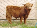 Yearling bull Crusoe of Brue