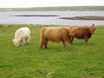 Young heifers on croft 19 Brue