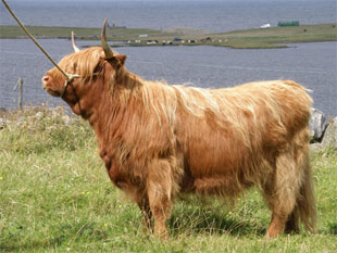 Supreme Champion of Champions, Lewis & Harris Shows 2010, Eilidh nam Beann of Brue