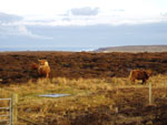 Cattle on moor grazing above Brue