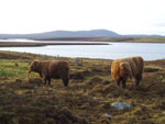 Early morning feed for young heifers