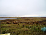 Young heifers & bullocks