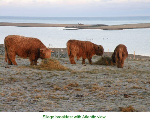 Senior cows & weaned calves