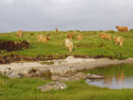 Brue & Tom Buidhe calves in the evening sun