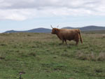 Seven year old cow Caileag Bheag 17th of Callachally