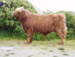 Yearling bull Crusoe of Brue