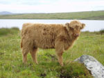 Eilidh nam Beann of Brue