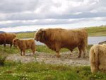Three year old bull Piobaire Ruadh of Dunvegan 