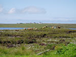 On Tom a' Chaiseil - Arnol in background