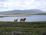 'Mairi Bhuidhe 5th of Pennygown' with 'Piobaire Ruadh of Dunvegan' on Caiseal grazing