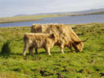 M&agrave;iri Bhuidhe 5th of Pennygown