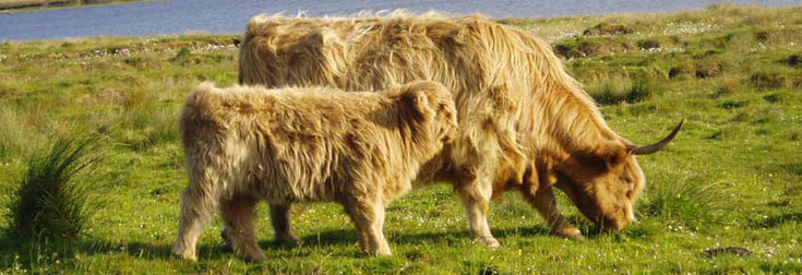 M&agrave;iri Bhuidhe 5th of Pennygown