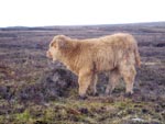 6 week old heifer calf 'Morag a' Ghlinne of Brue'