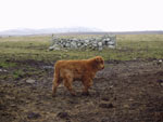 'Siusaidh of Tom Buidhe' with snowy Ben Bragar in background
