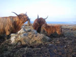 Tom Buidhe cows with 'Siusaidh of Tom Buidhe'