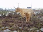 'Anna an Eilein of Brue' & her bull calf 'Morgan'