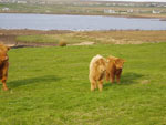 Brue calves, Morgan an Eilein & Caileag nam Beann