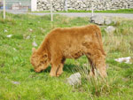 Heifer calf 'Caileag nam Beann of Brue'