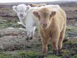 'Canach' & bull calf 'Morgan an Eilein of Brue'