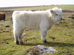 Heifer calf 'Canach an Eilein of Brue'