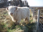 2 year old heifer 'Ceit an Eilein of Brue'