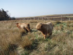 Yearling bullocks 'Fearchar of Tom Buidhe' & 'Piobaire an Eilein of Brue'