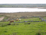 Brue cattle enjoying fresh grass at last!