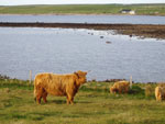 3 year old heifer Magaidh a' Ghlinne of Brue