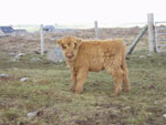 Heifer calf 'Mairi a' Ghlinne of Brue'
