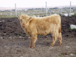 Heifer calf 'Morag a' Ghlinne of Brue'