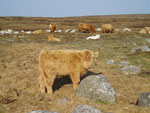 Bull calf 'Morgan an Eilein of Brue'