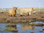 'Seonaid 3rd of Crossnish' & 'Anna an Eilein of Brue'