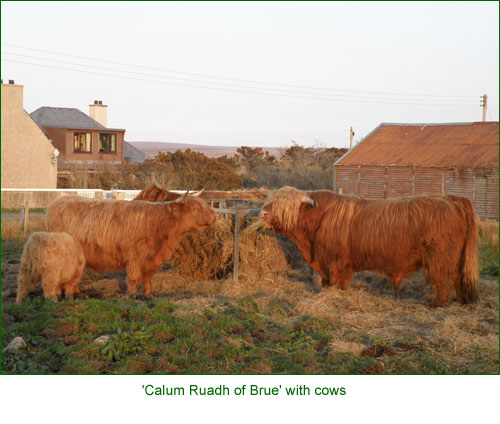 Senior cows & weaned calves
