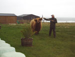 Bill Hendry with senior heifer, Aingeal of Tom Buidhe preparing for photoshoot for Financial Times magazine