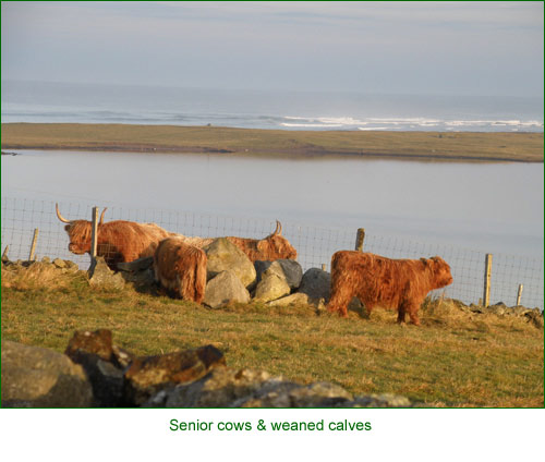 Senior cows & weaned calves