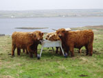 18 month old bullocks