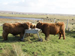 18 month old bullocks