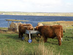 18 month old bullocks