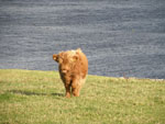 7 month old heifer calf 'Caileag nam Beann of Brue'