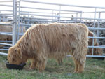 7 month old bull calf 'Morgan an Eilein of Brue'