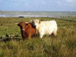 2 year old heifers 'Rosie of Rudha na Sithean' (red) & 'Ceit an Eilein of Brue'