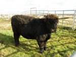 19 month old bullock 'Tormod of Thistle-do'