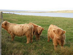 Weaning Brue calves