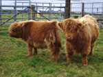 Weaning Brue calves