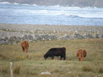 Young heifers at Croft No1 Brue